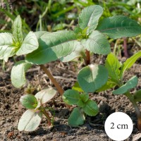 Himalayan Balsam